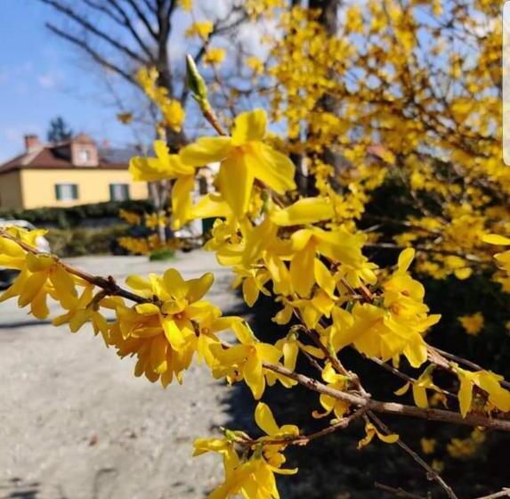 צימר Bed&breakfast Villa Camilla