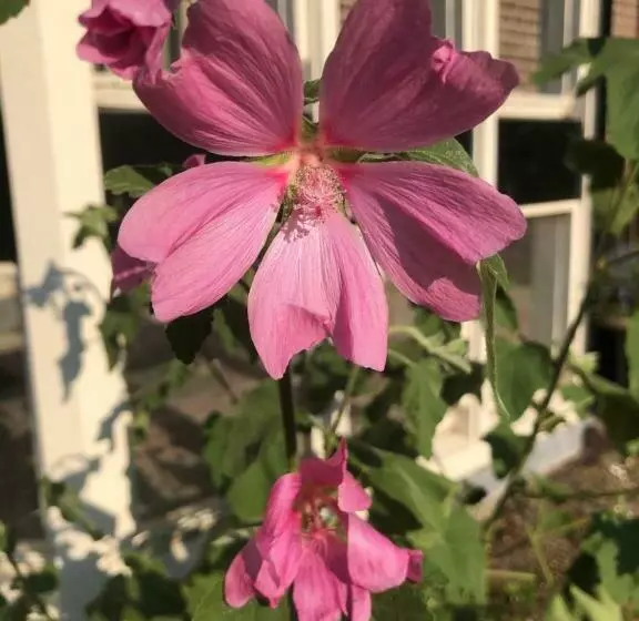 Aamiaismajoitus (B&B) Het Doktershuys