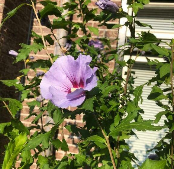 مبيت وإفطار Het Doktershuys