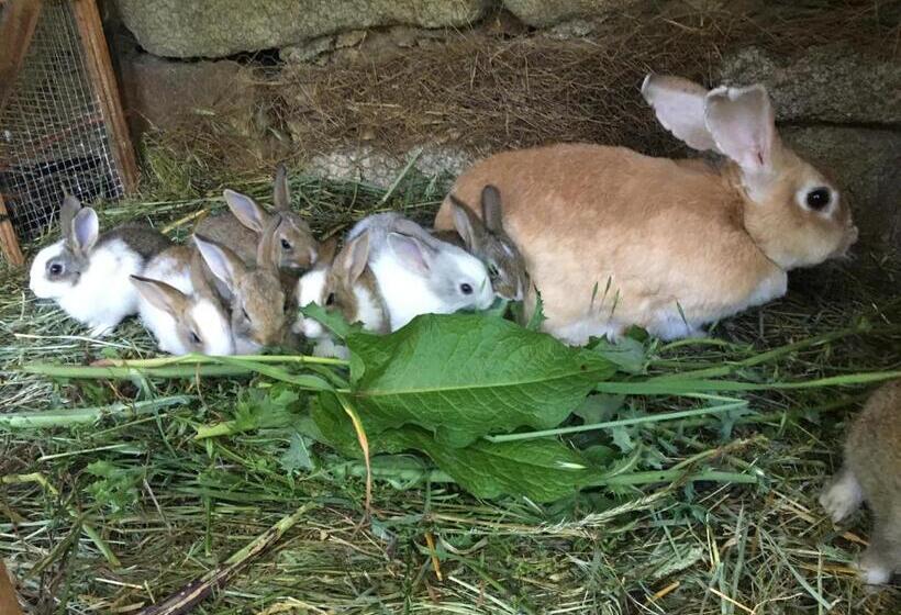 Pensionat O Fogar Do Monte