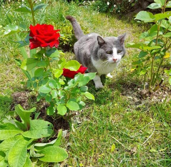 Пансион Pêssego Al