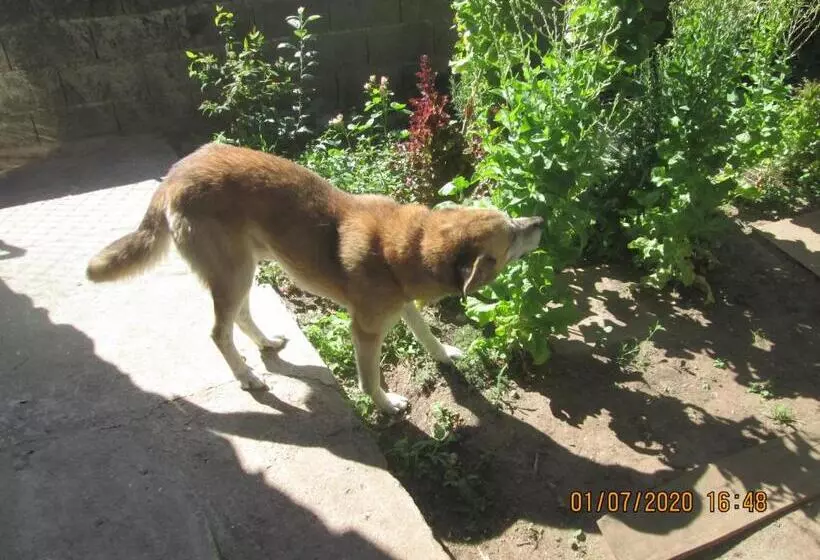 ペンション Pêssego   Al