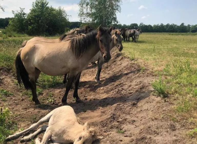 B&b De Konik Bourtange