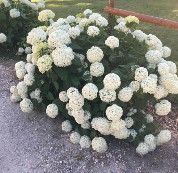 Bed and Breakfast Désir ôôm