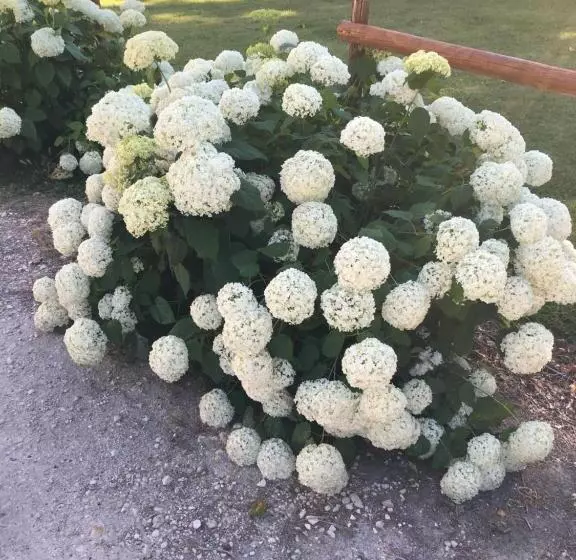 Aamiaismajoitus (B&B) Désir ôôm