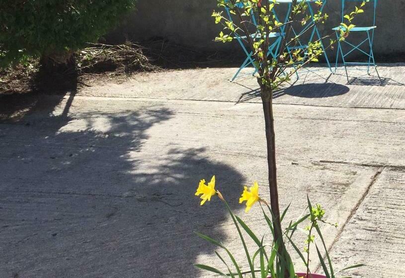 פנסיון Carrick On Shannon Guest House