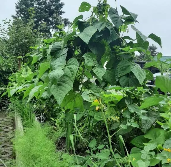 ペンション Landlust!