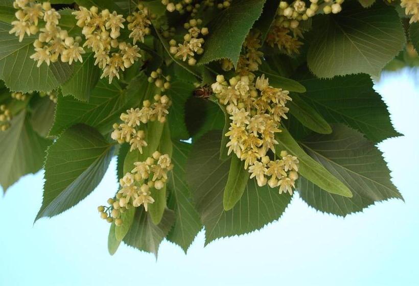 تختخواب و صبحانه Amendoeirashouse