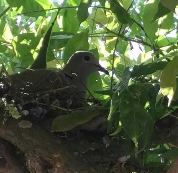 ベッドアンドブレックファースト Amendoeirashouse