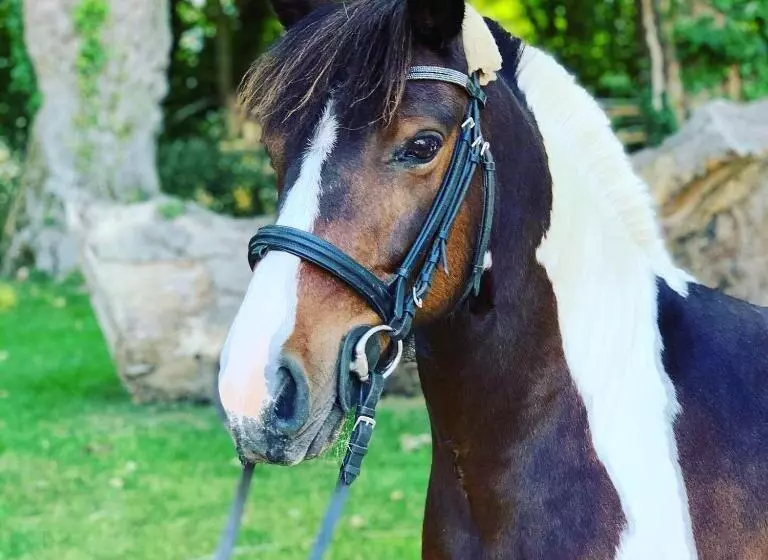 Aamiaismajoitus (B&B) L échappée Saline