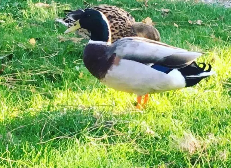 Aamiaismajoitus (B&B) L échappée Saline