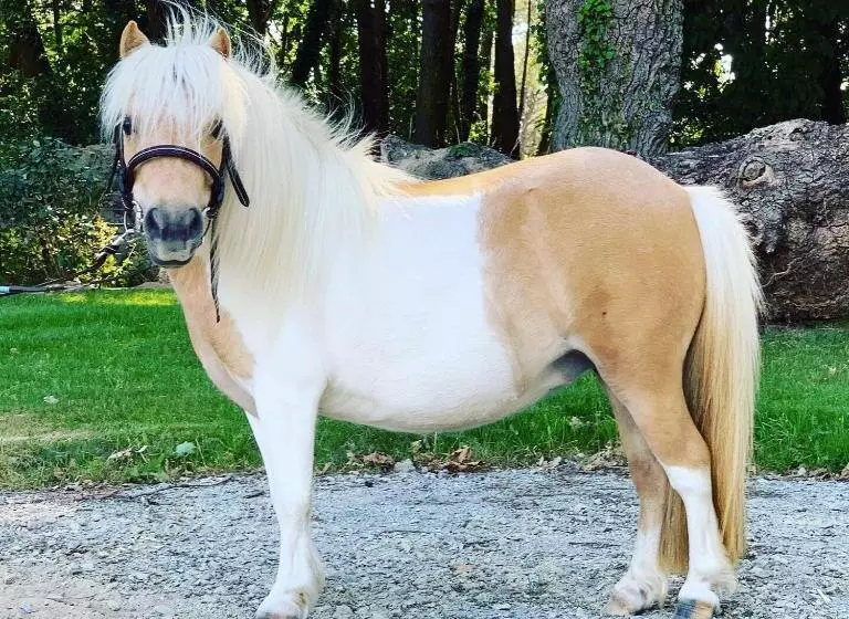 Aamiaismajoitus (B&B) L échappée Saline