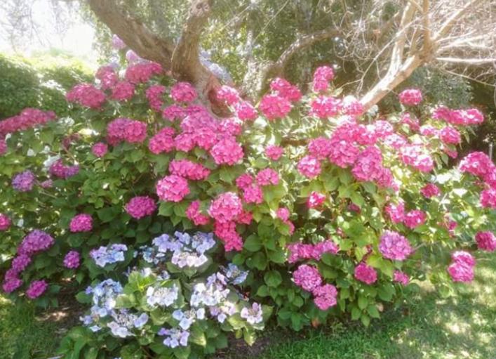 پانسیون A Casa Di Asia