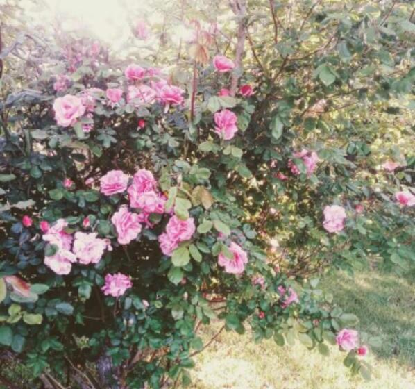 پانسیون A Casa Di Asia