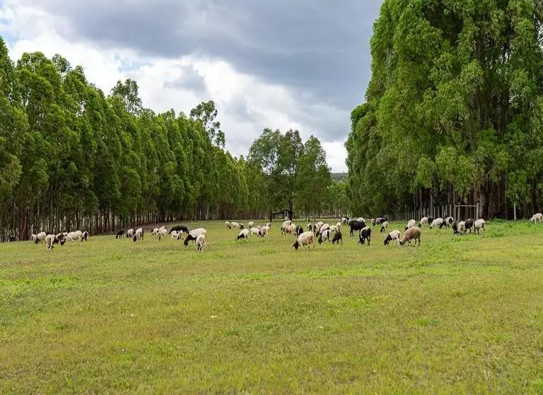 Majatalo Estancia Jacy