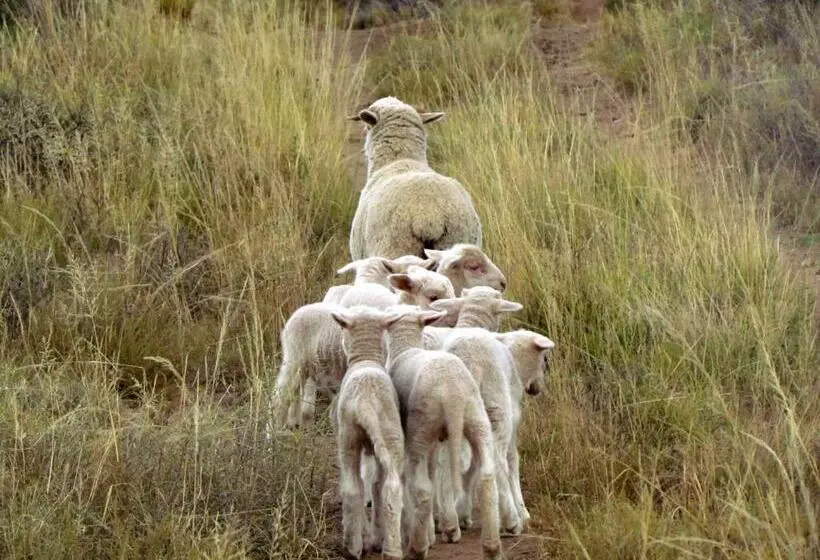 Majatalo Carlton Heights Guesthouse