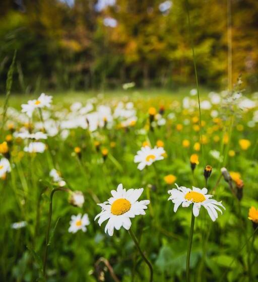 ホテル Turnovská Chata