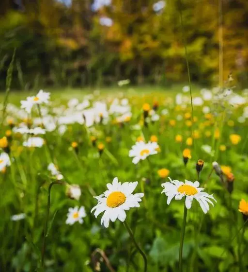 Hotelli Turnovská Chata