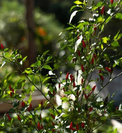 پانسیون A Natural Retreat