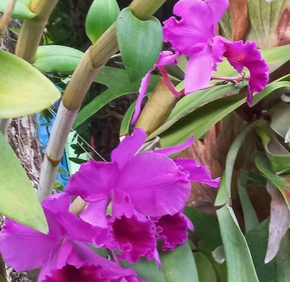 پانسیون Pousada Cajueiro