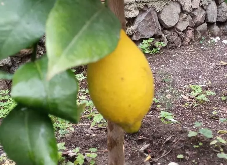 Pensió Vulkanohome