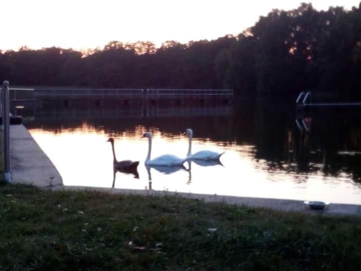 Pension Waldbad Dommitzsch