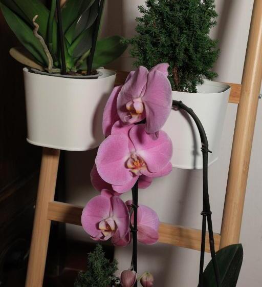 تختخواب و صبحانه Bernadette