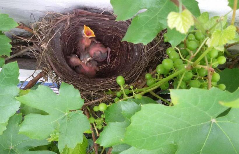 צימר De Hoefstal 1765