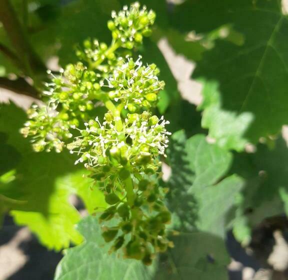 Пансион 299 Bigaroux