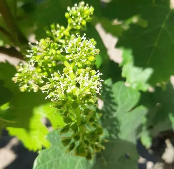 پانسیون 299 Bigaroux