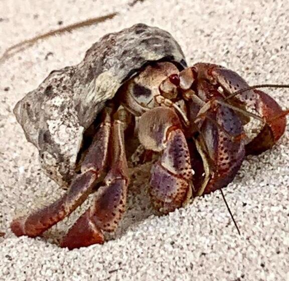 هاستل Casa Kayab