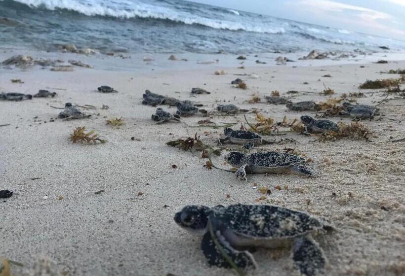 هاستل Casa Kayab