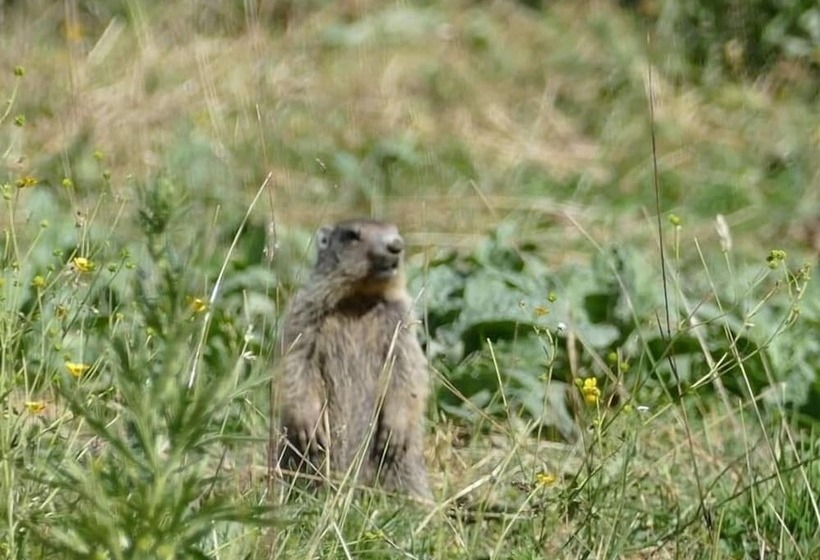 Les Blanches Provençales