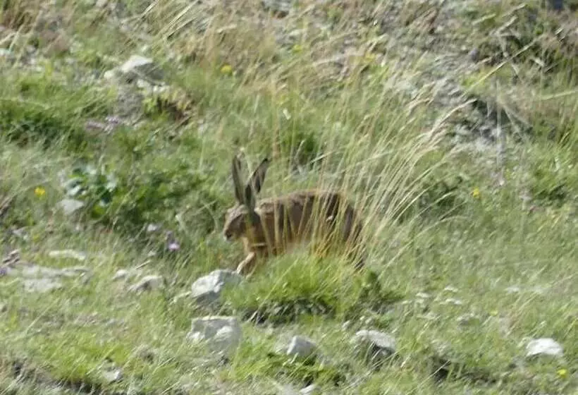 Les Blanches Provençales