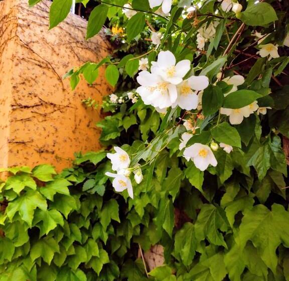 B&b L Edera Di Caterina