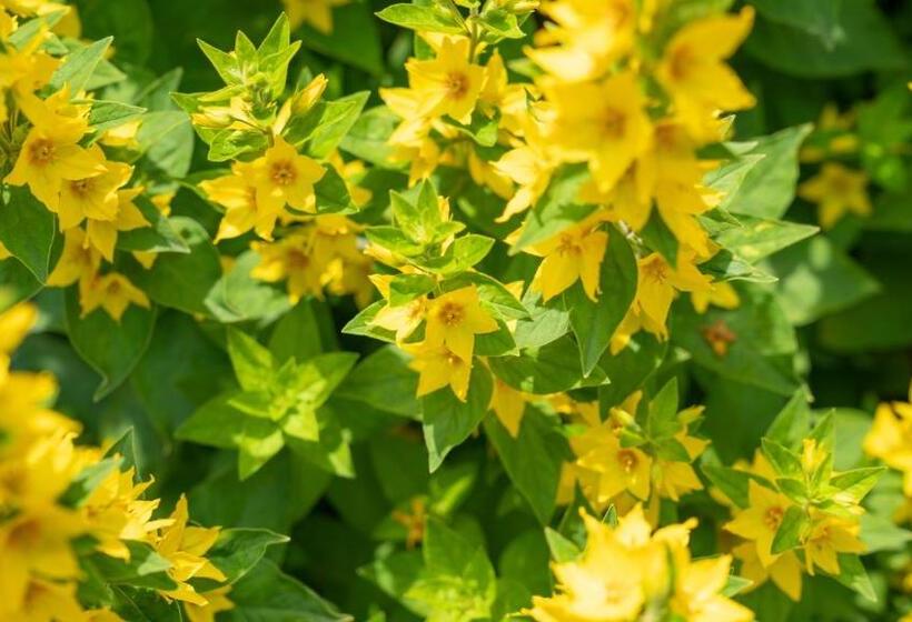 Bed and Breakfast De Anselier