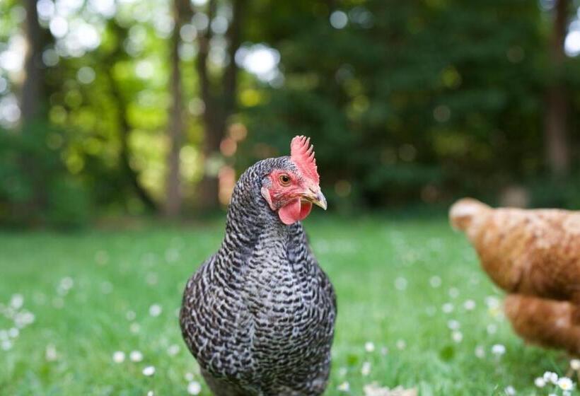 B&b Boerderij De Vaete   Duurzaam Genieten In De Zak Van Zuid Beveland