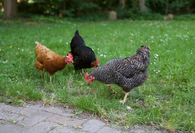 B&b Boerderij De Vaete   Duurzaam Genieten In De Zak Van Zuid Beveland