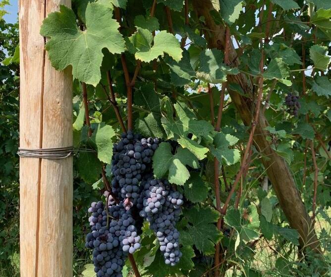 مبيت وإفطار La Luce Delle Colline