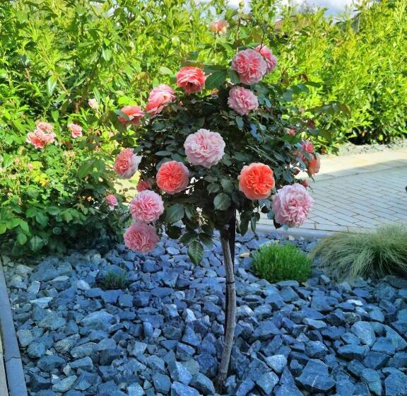 بنسيون Feriendomizil Schlossblick