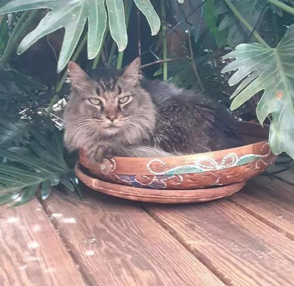 تختخواب و صبحانه Ambiance Sud Sauvage