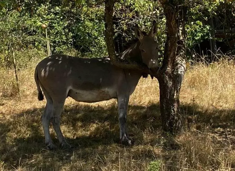 ベッドアンドブレックファースト Le Manoir Des Sens   Forêt De Bergheim