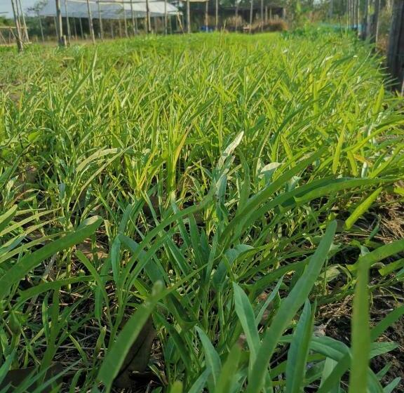 The Chiva Sanctuary Khao Yai