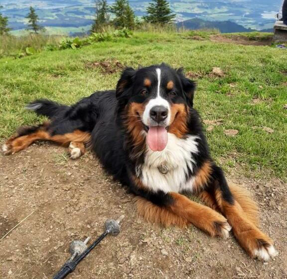 هتل Ferienhof Ammann