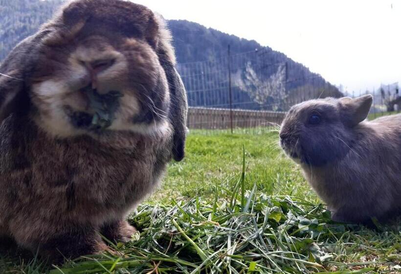 هتل Ferienhof Ammann