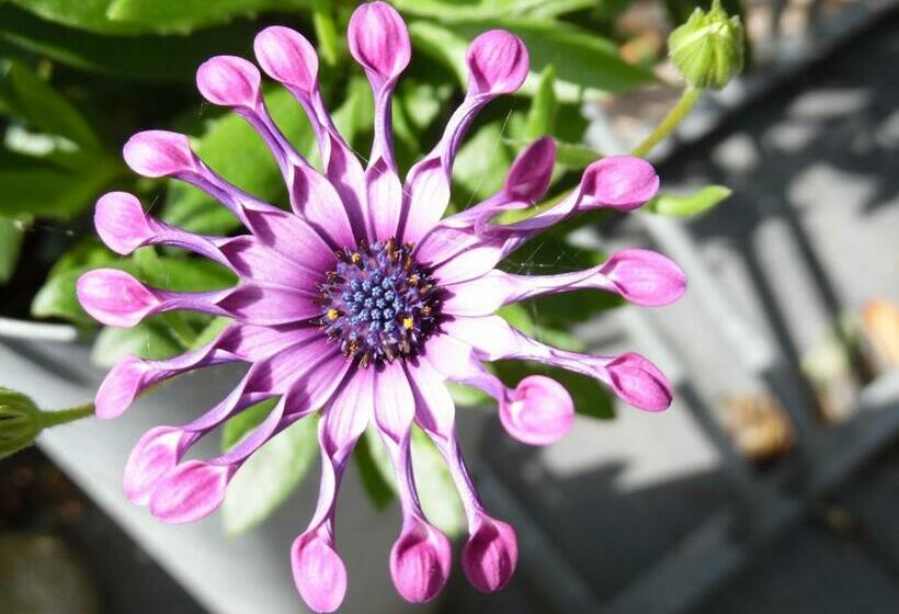 Bed and Breakfast Hus