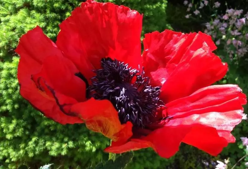 Gorse Farm House B&b