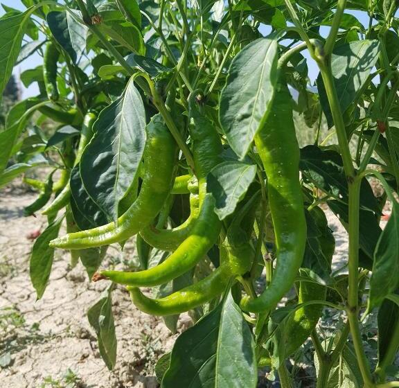 فندق Agriturismo Petra Lucana