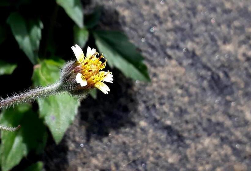 Общежитие Morada Recanto Das Flores