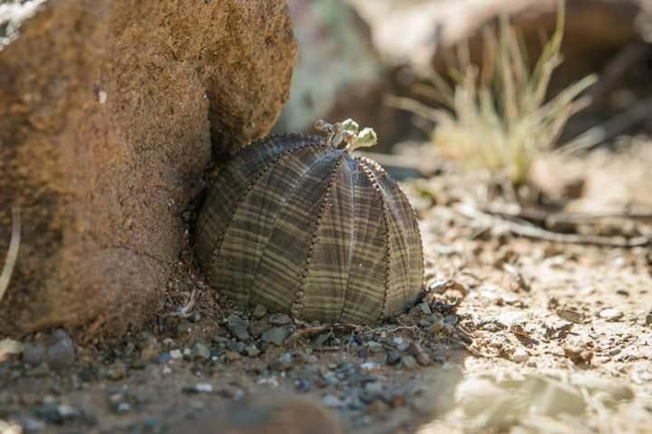 Отель Karri Grove Cottages